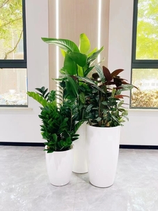 奉化花木出租公司